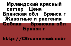 Ирландский красный сеттер › Цена ­ 25 000 - Брянская обл., Брянск г. Животные и растения » Собаки   . Брянская обл.,Брянск г.